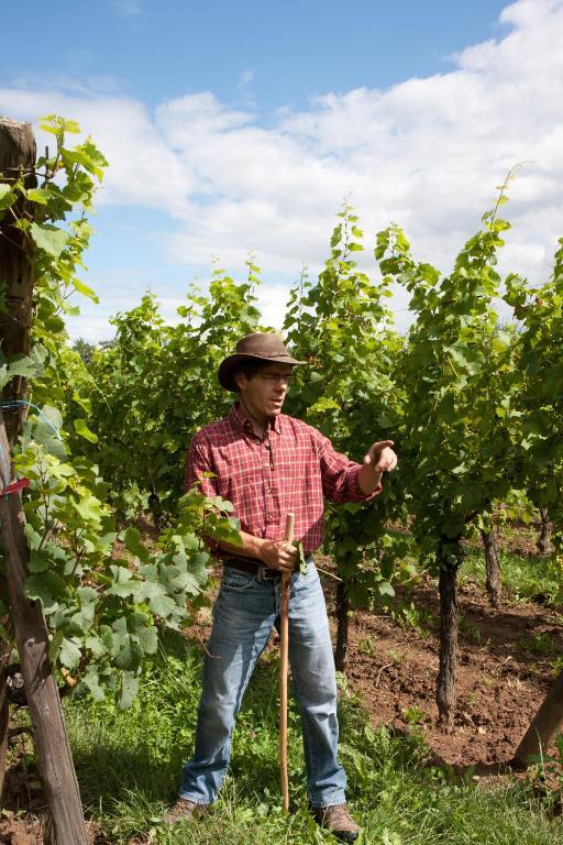Gites Le Tokay Et Le Muscat Gertwiller Luaran gambar